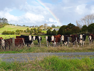 A photo of stock at the fenceline at McKinleyRd Creatives. We are surrounded by farmland.